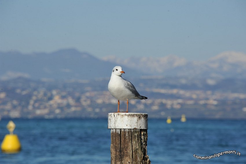 003 Sirmione.JPG